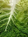 Curly leaves cabbage