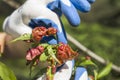 Hands with protective gloves peel off sick leaves of the peach tree. Royalty Free Stock Photo