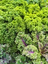 Curly lettuce in summer vegetable garden