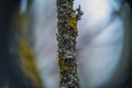 Curly lichen and moss Royalty Free Stock Photo