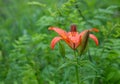 Wild lily in the forest in the rain