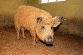 Curly Mangalica pig Royalty Free Stock Photo