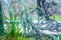 Curly mint green `tillandsia duratii` rainforest plant hanging in macro.