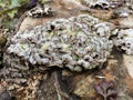 curly pale fungus growing on an old tree stump Royalty Free Stock Photo