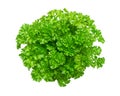 Bunch of fresh curly parsley, curly leaf parsley, isolated, from above Royalty Free Stock Photo