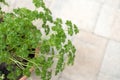 Curly parsley in a clay Pot Royalty Free Stock Photo