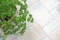 Curly parsley in a clay Pot Royalty Free Stock Photo