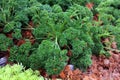 Curly parsley growing in the garden. Royalty Free Stock Photo