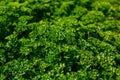 Curly Parsley grows in the garden. Spicy herb Petroselinum crispum for nutrition, use in alternative medicine and Royalty Free Stock Photo