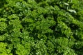 Curly Parsley grows in the garden. Spicy herb Petroselinum crispum for nutrition, use in alternative medicine and Royalty Free Stock Photo