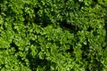 Curly Parsley grows in the garden. Spicy herb Petroselinum crispum for nutrition, use in alternative medicine and Royalty Free Stock Photo