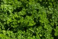 Curly Parsley grows in the garden. Spicy herb Petroselinum crispum for nutrition, use in alternative medicine and Royalty Free Stock Photo