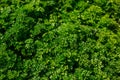 Curly Parsley grows in the garden. Spicy herb Petroselinum crispum for nutrition, use in alternative medicine and Royalty Free Stock Photo