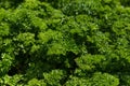 Curly Parsley grows in the garden. Spicy herb Petroselinum crispum for nutrition, use in alternative medicine and Royalty Free Stock Photo