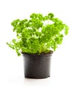 Curly parsley herbs in pot isolated on white background Royalty Free Stock Photo