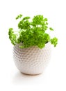 Curly parsley herbs in pot isolated on white background Royalty Free Stock Photo