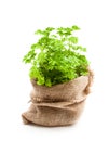 Curly parsley herbs in sackcloth bag isolated on white backgrou Royalty Free Stock Photo