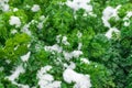 Curly parsley leaves covered with snow. Abrupt climate change.