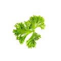 Curly Parsley Leaves Isolated Royalty Free Stock Photo