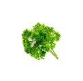 Curly Parsley Leaves Isolated Royalty Free Stock Photo
