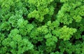 CURLY PARSLEY petroselinum crispum Royalty Free Stock Photo