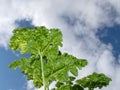 Curly parsley plants in herb garden against sky Royalty Free Stock Photo