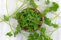 Curly parsley sprigs and chopped in a bowl Royalty Free Stock Photo