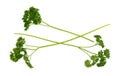 Curly parsley sprigs on a white background