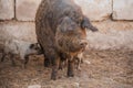 Curly pig of Hungarian breed Mangalitsa. mangalitsas curly hair hogs