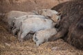 Curly pig of Hungarian breed Mangalitsa. mangalitsas curly hair hogs