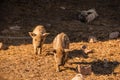 Curly pig of Hungarian breed Mangalitsa. mangalitsas curly hair hogs