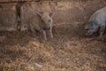 Curly pig of Hungarian breed Mangalitsa. mangalitsas curly hair hogs