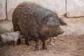 Curly pig of Hungarian breed Mangalitsa. mangalitsas curly hair hogs