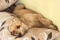 Curly poodle sleeps lying on its back