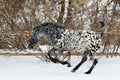 Curly rare spotted horse breed in winter ranch Royalty Free Stock Photo