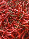 Curly red chili Royalty Free Stock Photo