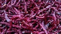 curly red chili Royalty Free Stock Photo