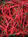 Curly red chili tastes spicy, delicious and has many benefits