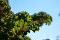 Curly red kale leaves