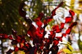 Curly red leafs tropical plant from Cuba