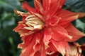 Close up Red  Dahlia Flower Royalty Free Stock Photo