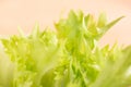 Curly salad Royalty Free Stock Photo