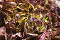 Curly salad plant, organic vegetable garden, photo with helios lens