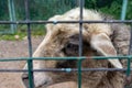 Curly sheep in the farm is behind the steel mesh fence