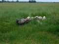 Curly sheep grazing in the field