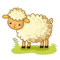 Curly sheep stands on a glade.