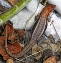 Curly Tail Lizard