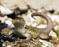 Curly Tail Lizzard Grand Bahama Island Royalty Free Stock Photo