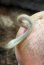 The curly tail of a pig