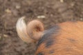 Curly Tail of a Pig.